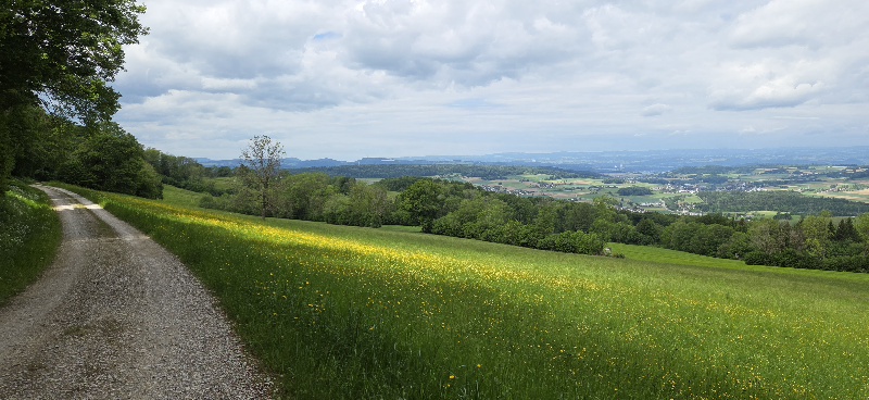 Freizeitclub: Zäme unterwägs: Wandere, Natur gniesse und lustig ha. Nach der Schneckenwanderung im Aathal folgt nun die nächste Frühlingsetappe: die Bärlauchwanderung an der Flanke der Lägern. 🌿