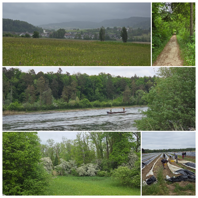 Eindrücke von unserem Zäme-sii-Event vom 06.05.26 Zäme aktiv sii, feste, glücklich sii, einfach lustig ha und gniesse Text: Alfred Tschopp/Fotos: Claudine Carré Spargelland Flaach ... Ob weiss, grün oder violett – es ist offiziell Spargelzeit! Also nichts wie los nach Flaach ins idyllische Zürcher Weinland. Schon der Tages-Anzeiger schwärmt vom «weissen Gold» aus der Region – und wer sind wir, dem zu widersprechen?