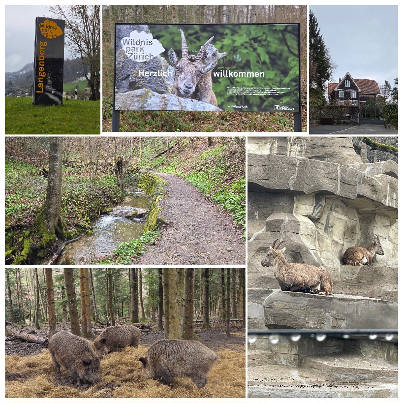 Treff - Ab in den Wildpark Langenberg in Langnau am Albis  Heute sind wieder einige Weltenbummler im Club dabei – herzlich willkommen zurück!  Nachdem ich die (leicht überhöhten 😉) Parkplatzgebühren bezahlt habe, geht’s hinauf in den Wildpark. Hier leben ausschliesslich einheimische Tiere – ein schönes Stück Natur direkt vor der Haustür.